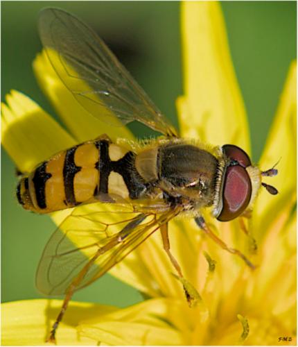 Réf. 315 233 : Eupeodes corollae